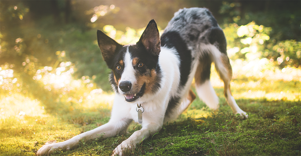 Assurance chien