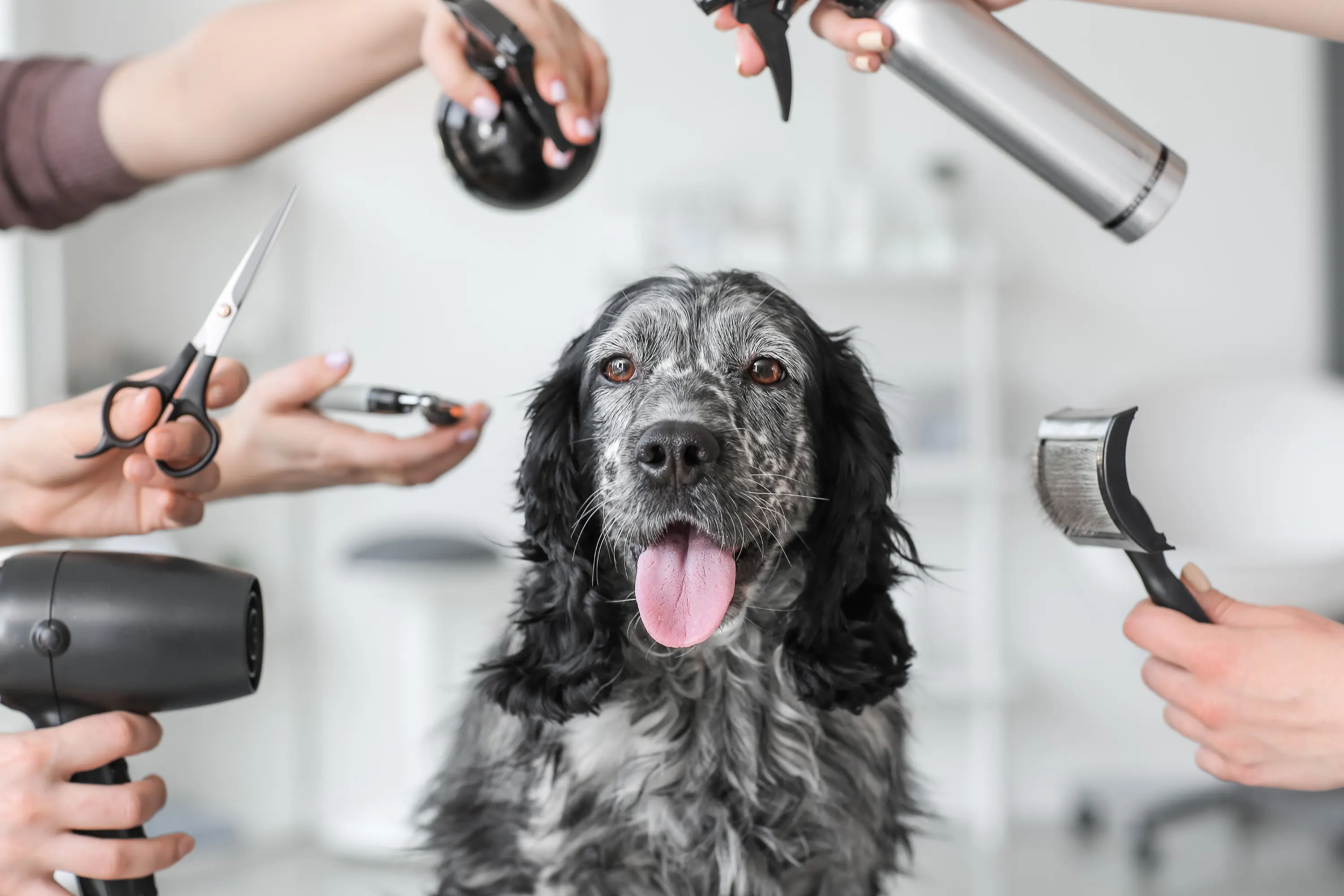 professionnels animaliers